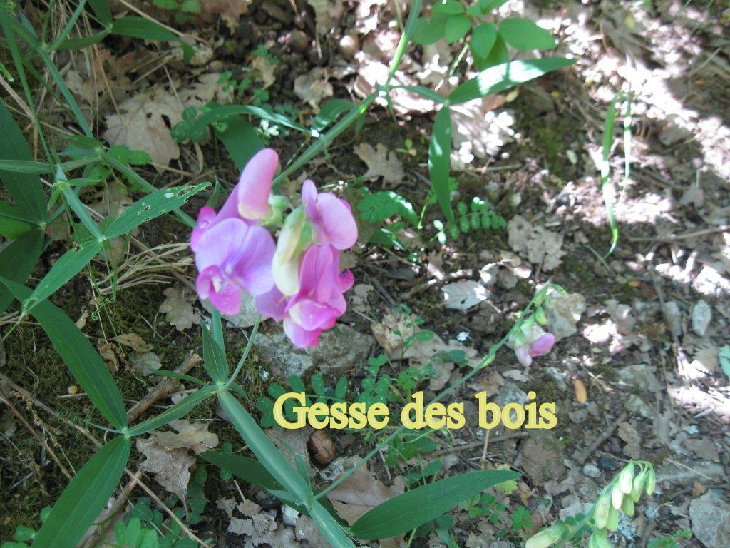 1-2015_05_26_25 Vallon Pont d'Arc 039