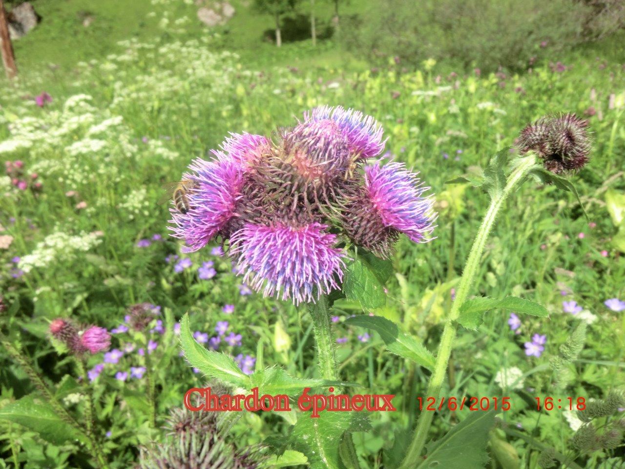 Chardon épineux