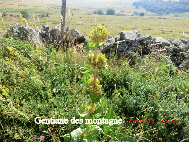 Gentiane des montagnes