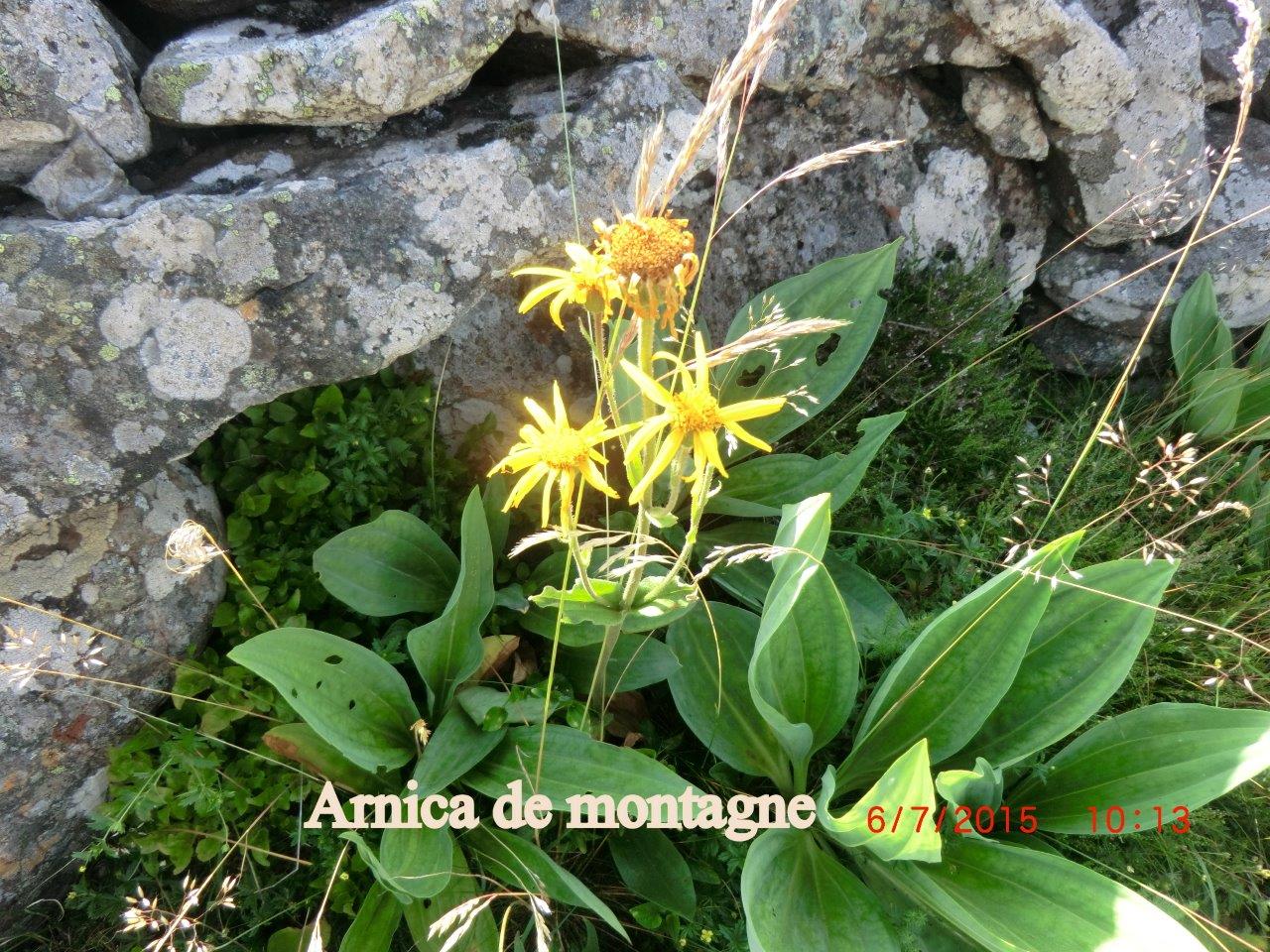 Arnica des montagnes