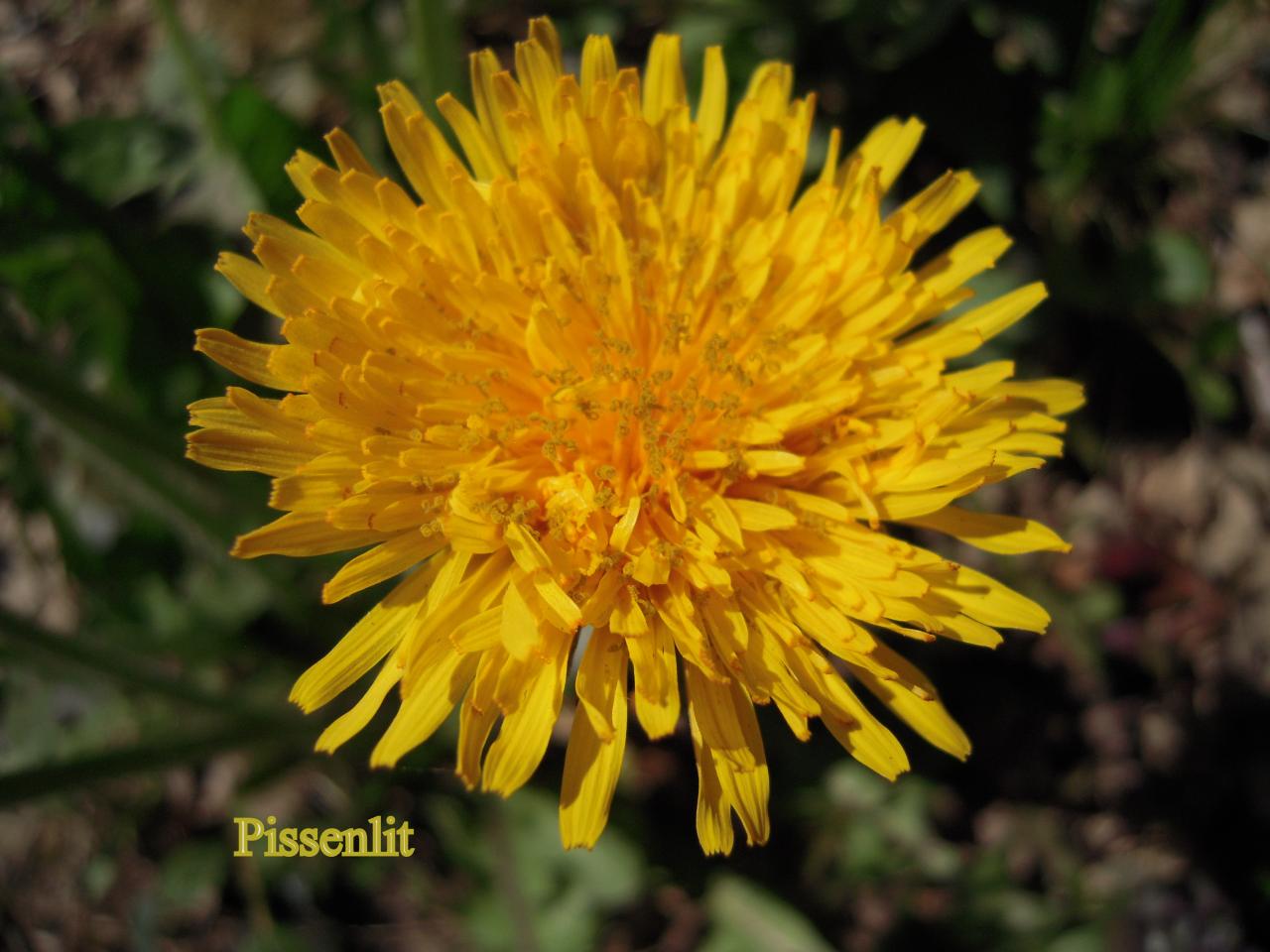 Pissenlit