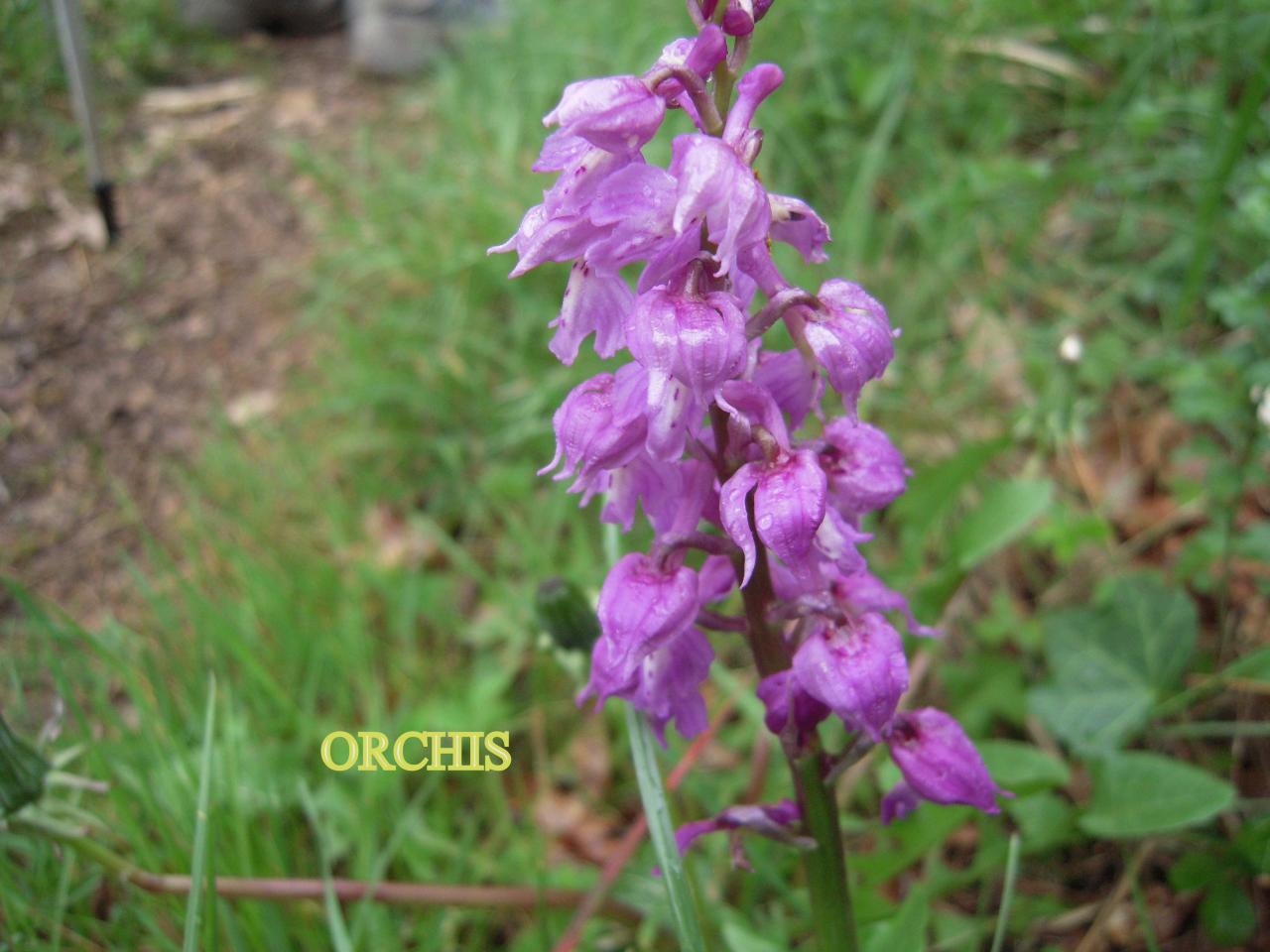 Orchis