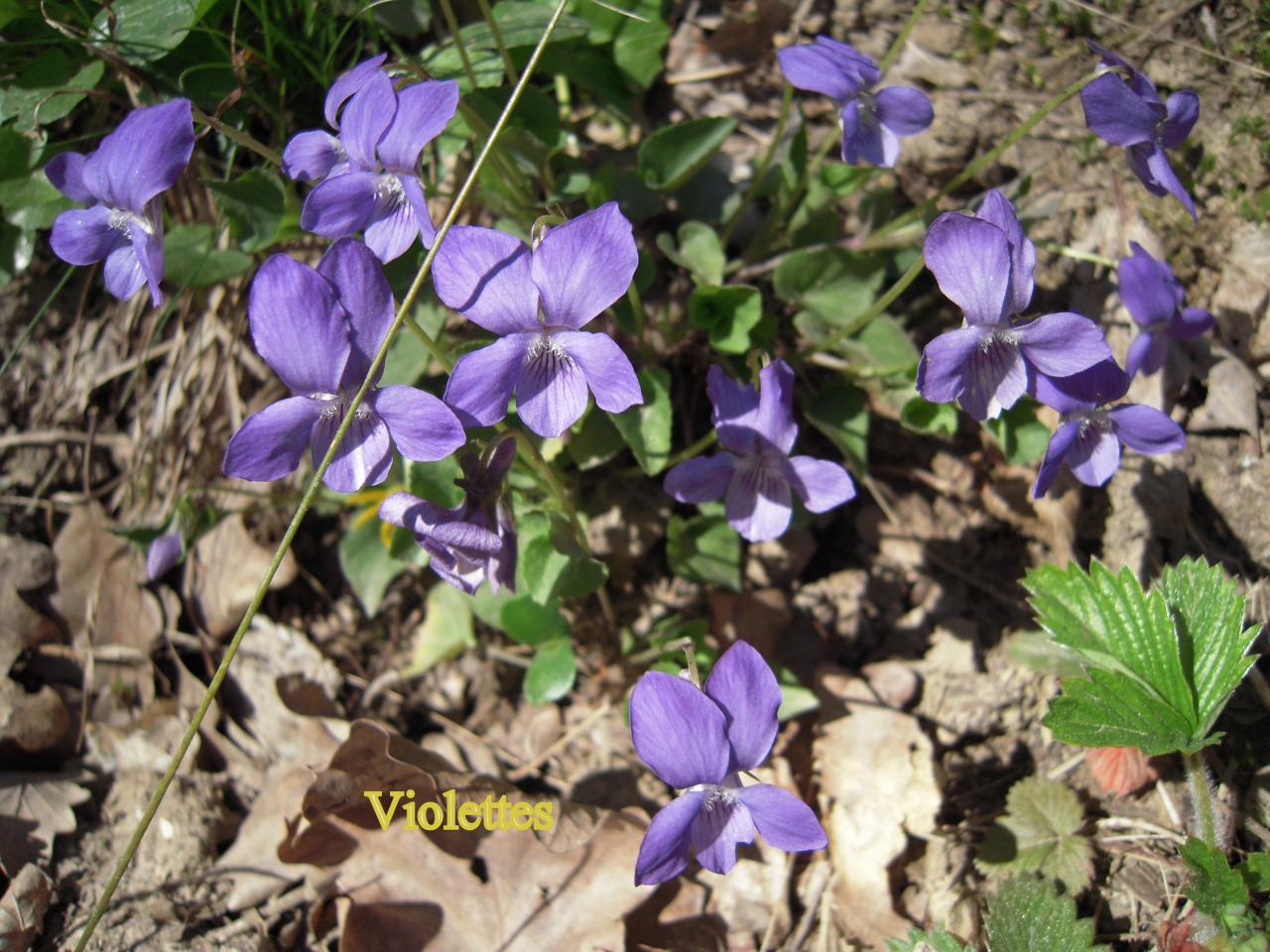 Violettes