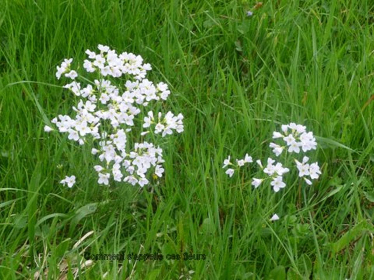 Cartamine des prés (Cartamine pratensis)