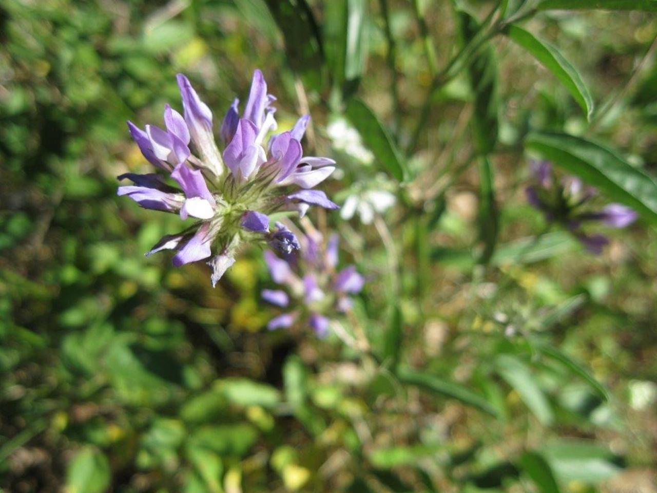Bois de païolïve ARDECHE