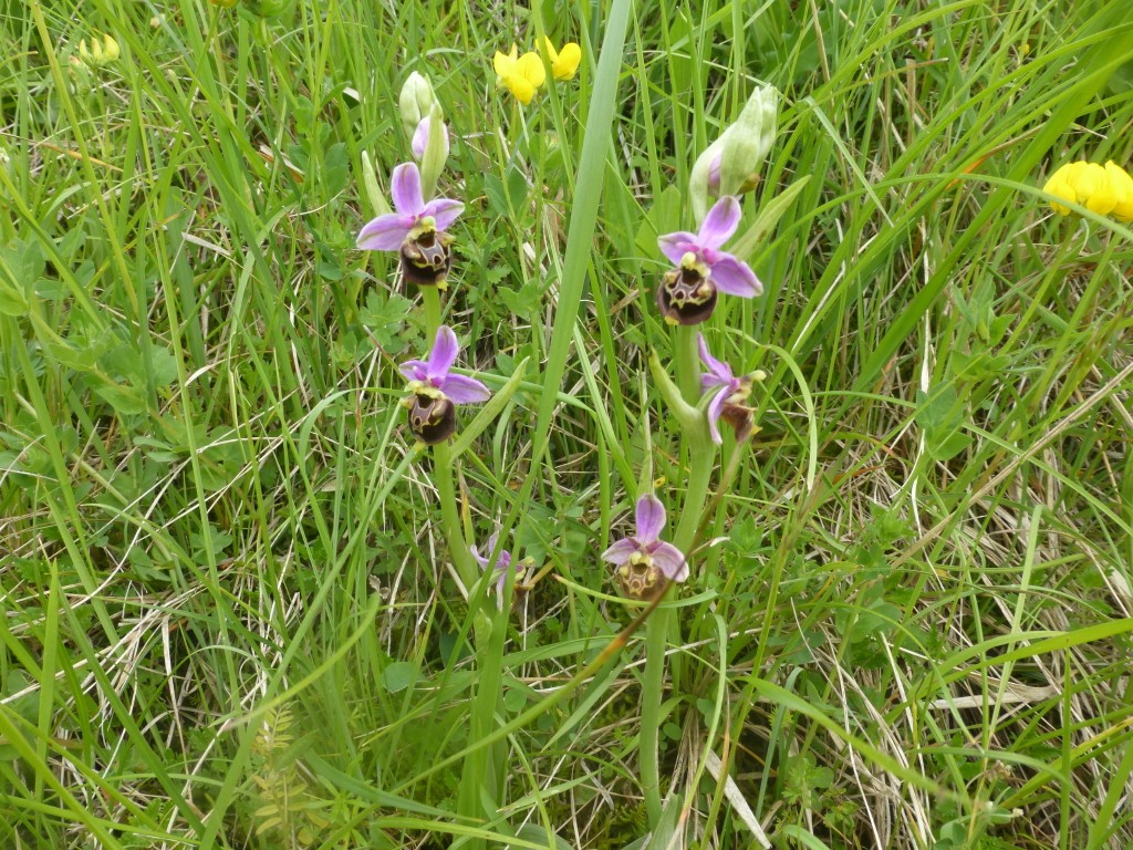 2023 r8 pont en royans 21 mai 30 
