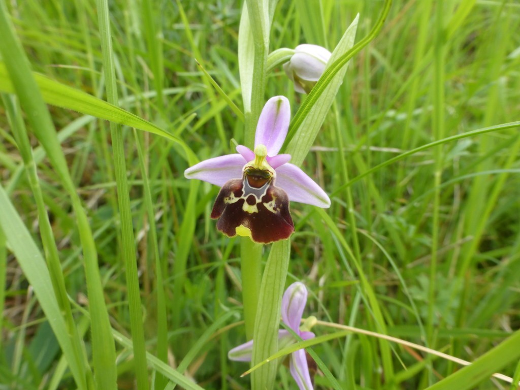 2023 r8 pont en royans 21 mai 33 