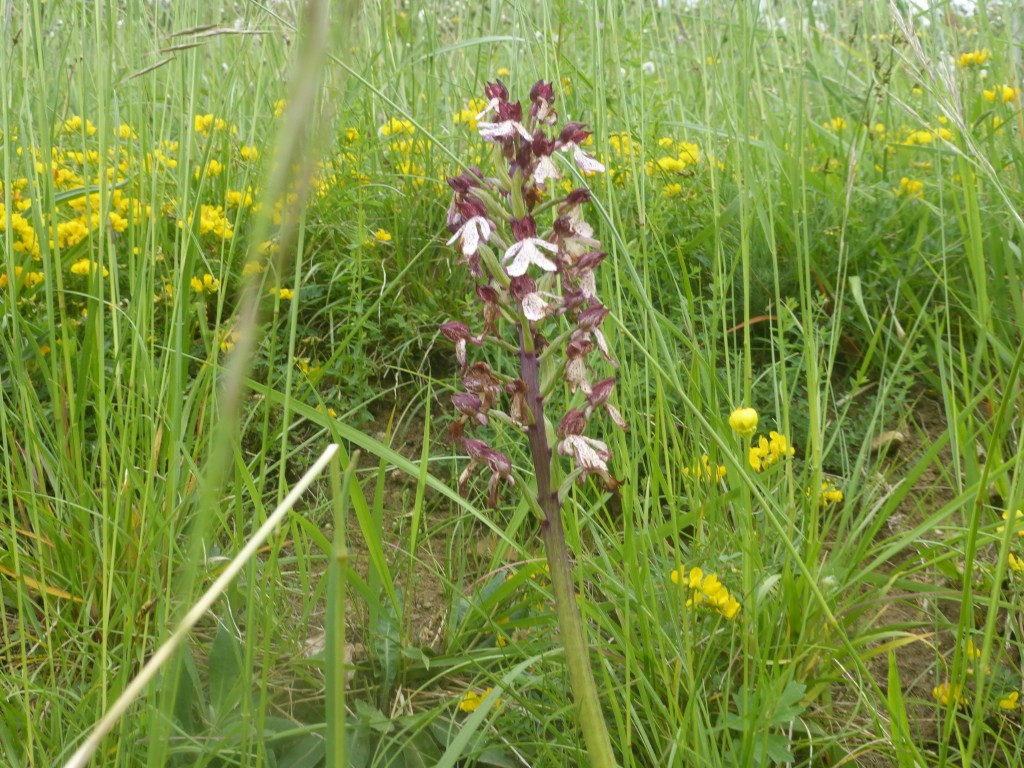 2023 r8 pont en royans 21 mai 35 