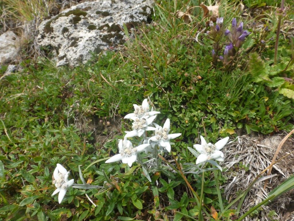 2024 r14 we vanoise refuge du palet 24 24 aout 78 