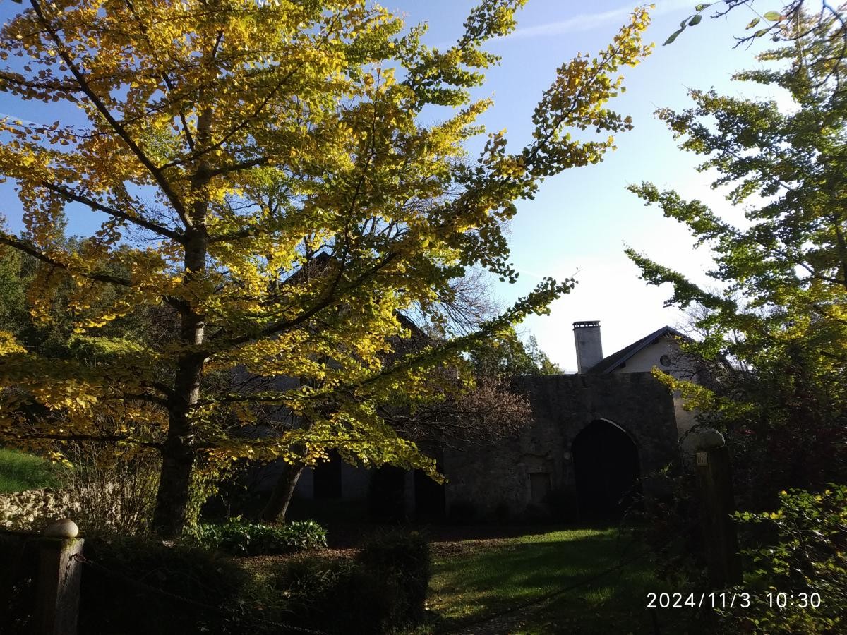 20241103 092916 gingko