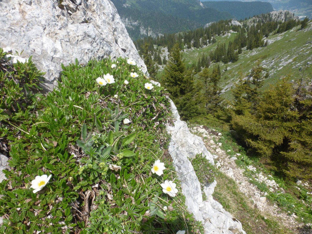 2025 r9 chatreuse le charmant som par col de la charmette 1er juin 45 