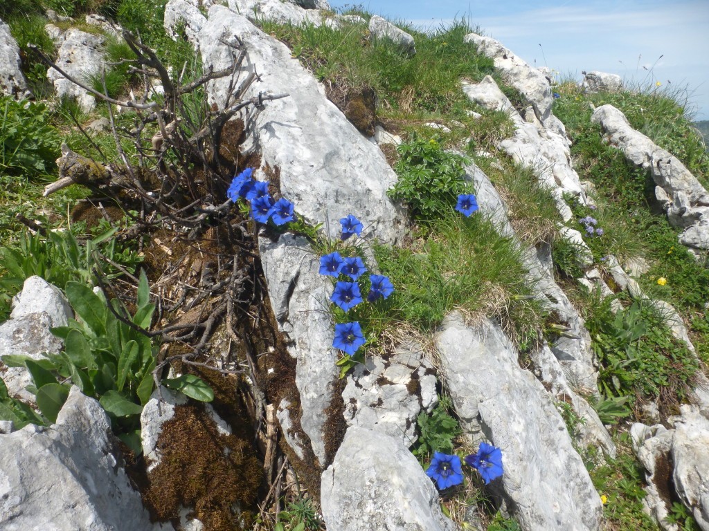 2025 r9 chatreuse le charmant som par col de la charmette 1er juin 48 