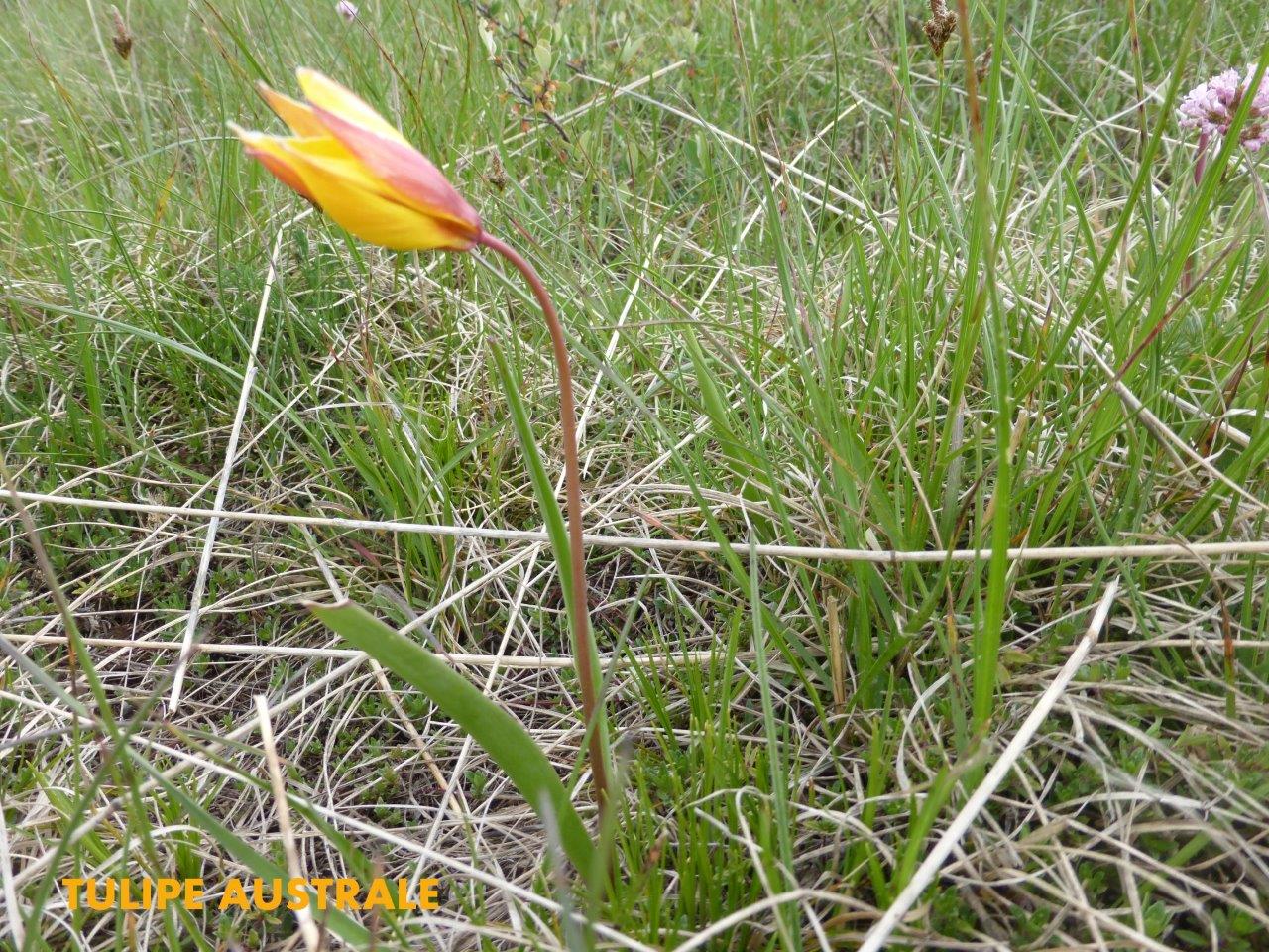 P1050594 TULIPE AUSTRALE
