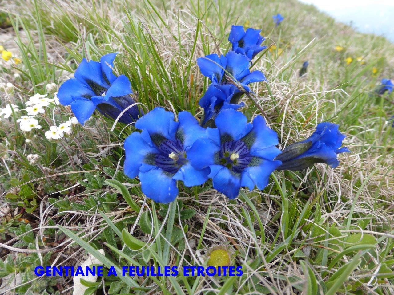 P1050600 GENTIANE