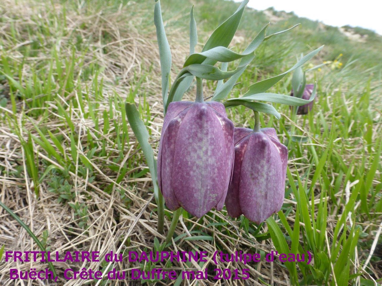 P1050611 Fritillaire