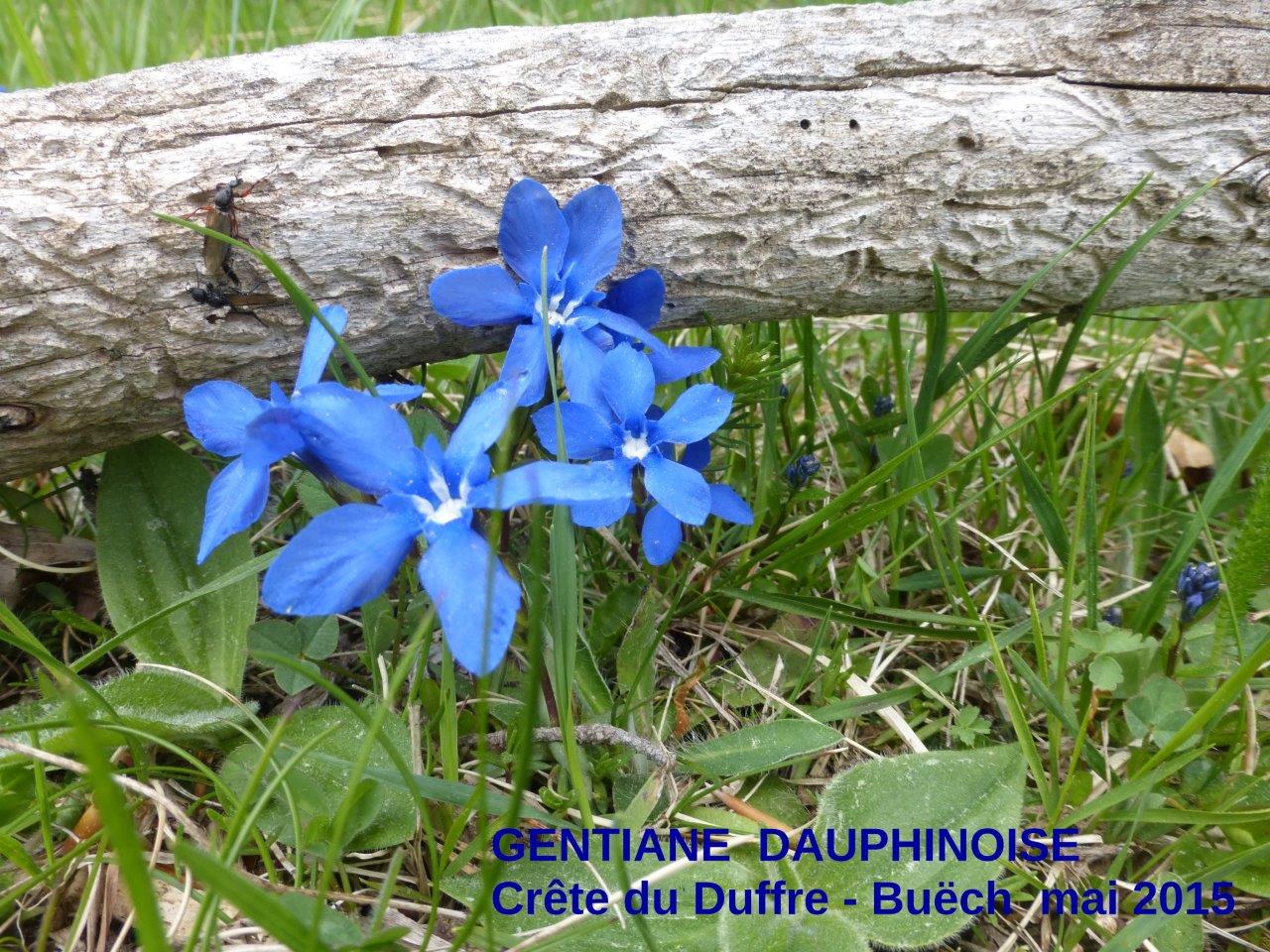 P1050627 gentiane Dauphinoise