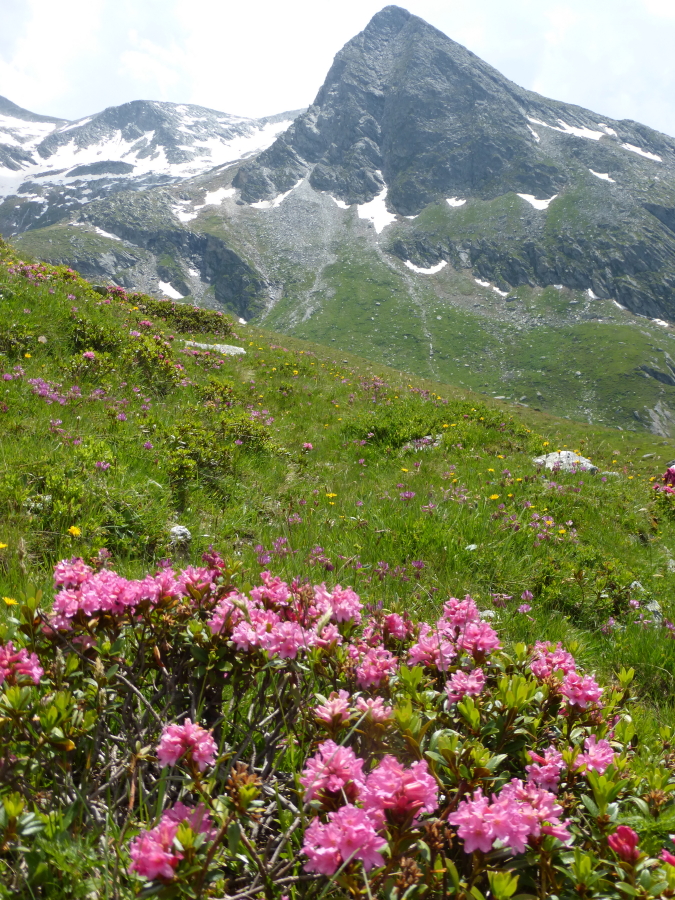 r15 P1080963_26 MH 10/7/2016 VANOISE