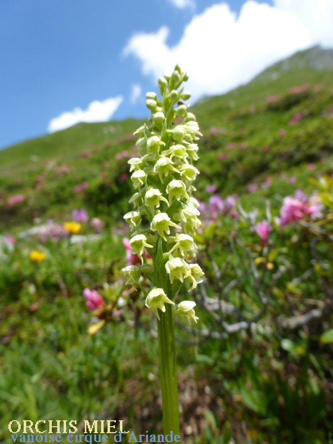 r15 P1080968_28 MH 10/07/2016 VANOISE