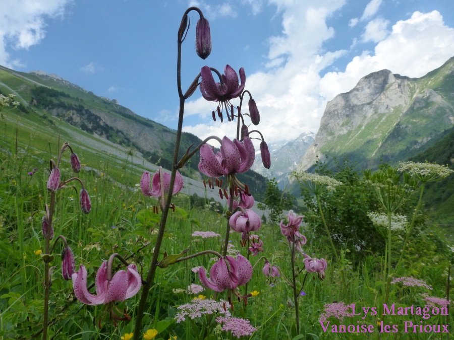 r15 P1080979_35 10/7/2016 MH VANOISE