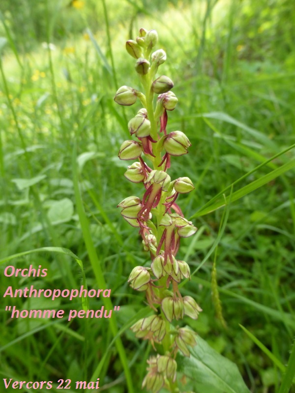 R9 P1080516 ORCHIS ANTHROPOPHORA _homme pendu_40