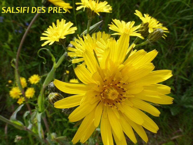 r9 P1080526 salsifi des pres_41